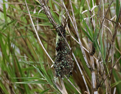 Cinnyris bifasciatus
