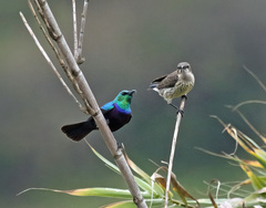 Cinnyris bifasciatus