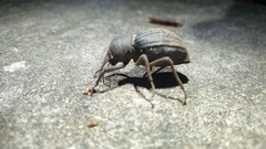Ocnodes