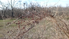 Asparagus verticillatus