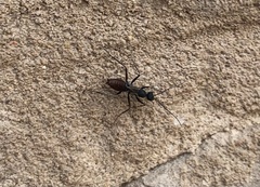 Formicinae