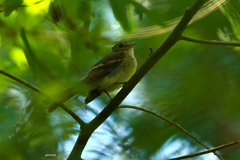 Lathrotriccus euleri