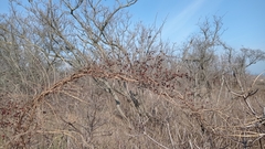 Asparagus verticillatus
