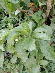 Brugmansia arborea