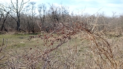 Asparagus verticillatus
