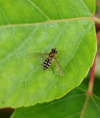 Toxomerus vertebratus