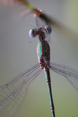 Lestes elatus