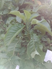 Brugmansia arborea