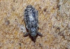 Dorytomus longimanus