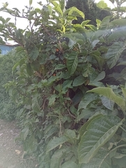 Brugmansia arborea