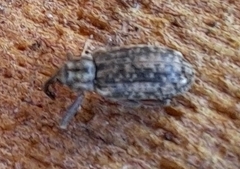 Dorytomus longimanus