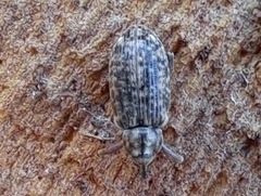 Dorytomus longimanus