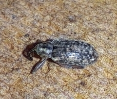 Dorytomus longimanus