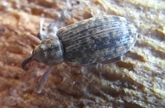 Dorytomus longimanus