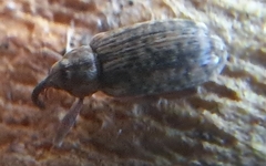 Dorytomus longimanus