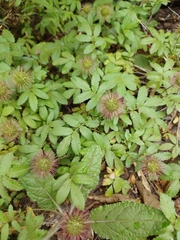 Acaena ovalifolia