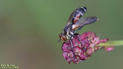 Cylindromyia brassicaria