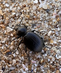 Tentyria interrupta