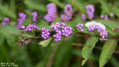 Callicarpa dichotoma