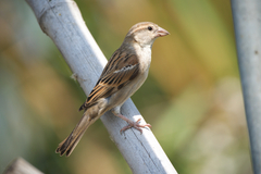 Passer domesticus indicus