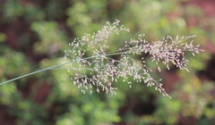 Paniceae