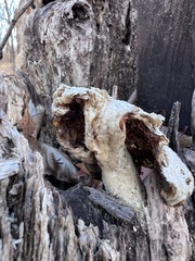 Pleurotus levis