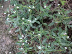 Euploca ovalifolia