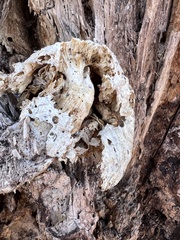 Pleurotus levis