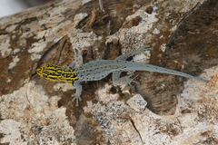 Lygodactylus picturatus