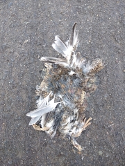 Thinocorus rumicivorus