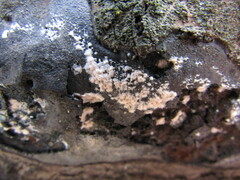 Trichothecium roseum