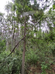 Austrocedrus chilensis