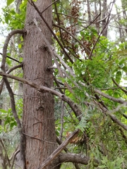 Austrocedrus chilensis