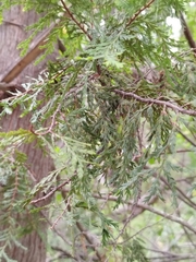 Austrocedrus chilensis