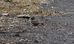 Caprimulgus affinis affinis