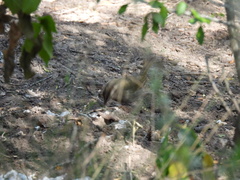 Arremonops rufivirgatus