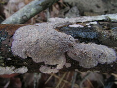 Corticium roseocarneum