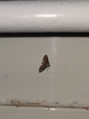 Sufetula