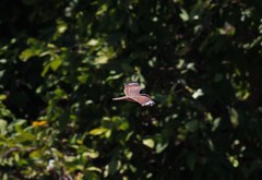 Caprimulgus affinis affinis