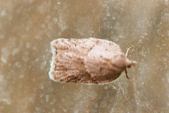 Acleris placidana