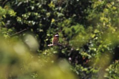 Caprimulgus affinis affinis