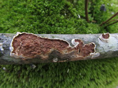 Scytinostroma artocreas