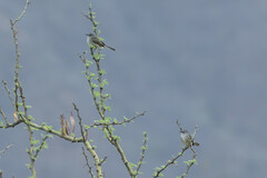 Nesotriccus tumbezanus