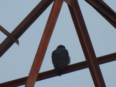 Falco peregrinus