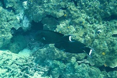 Acanthurus tennentii