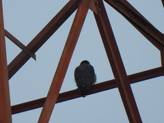 Falco peregrinus