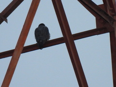 Falco peregrinus