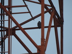 Falco peregrinus