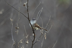 Nesotriccus tumbezanus
