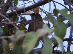 Turdus grayi